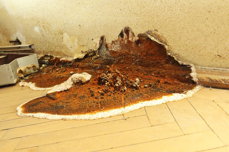 Dry Rot Remediation in Denver, CO