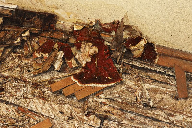 Pest Damage Repair in Wilmington, NC