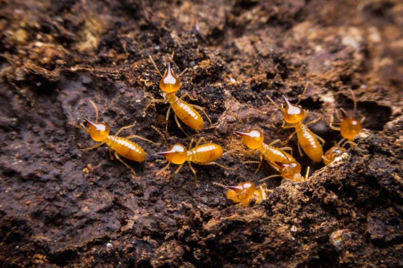 Termite Damage Repair Service in Arvada, CO