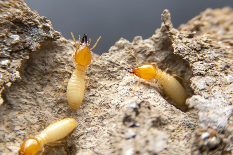 Termite Damage Repair Service in Roswell, GA