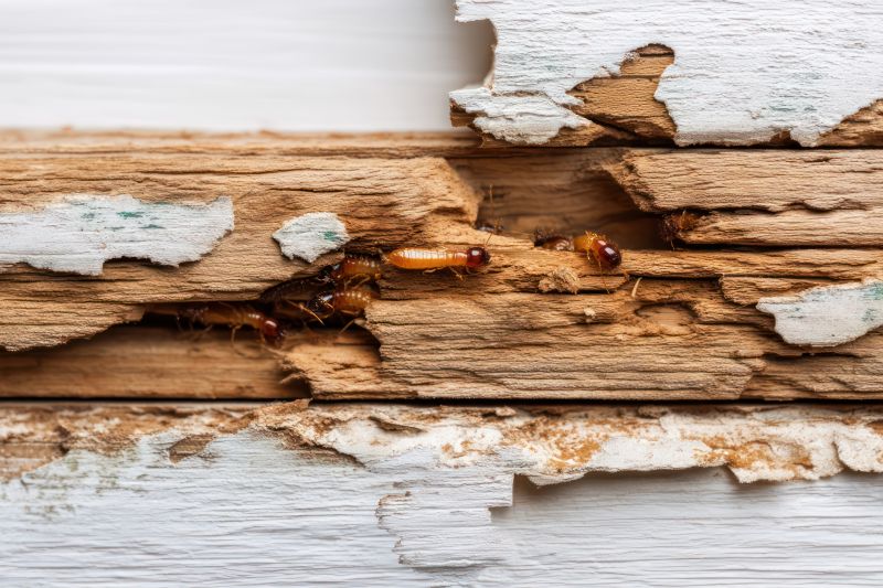 Termite Damage Repair Service in Kansas City, MO