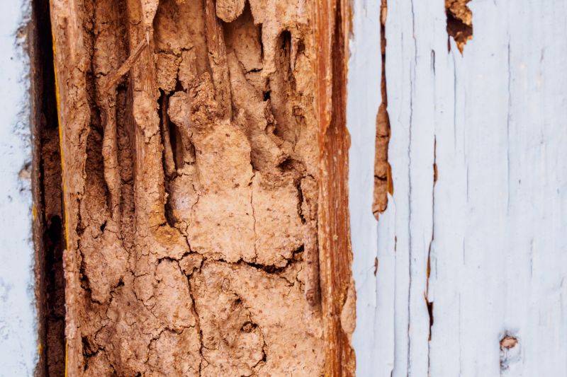 Wood Decay Removal in Denver, CO
