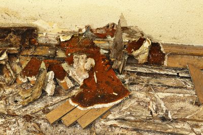 Wood Decay Removal in Kansas City, KS